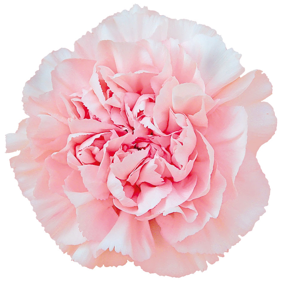 OEILLET MARUCHI PINK 70